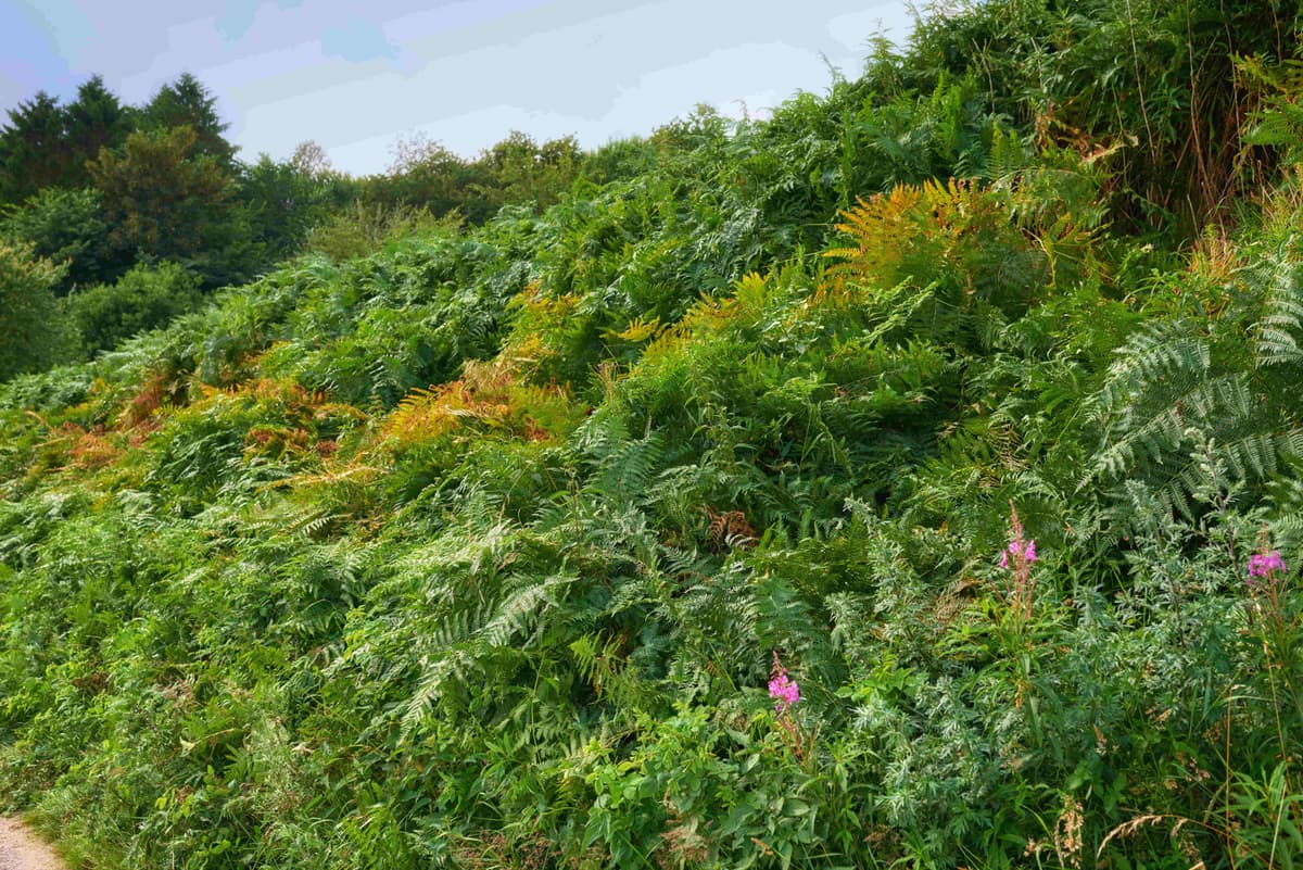 Timber Stand Improvement background