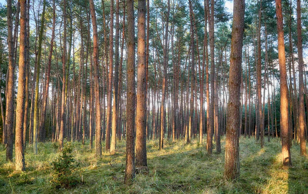 V-Blade Pine Planting background