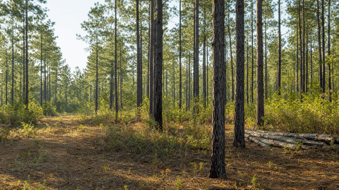 Timber Stand Improvement - Professional fencing services in Northwest Florida