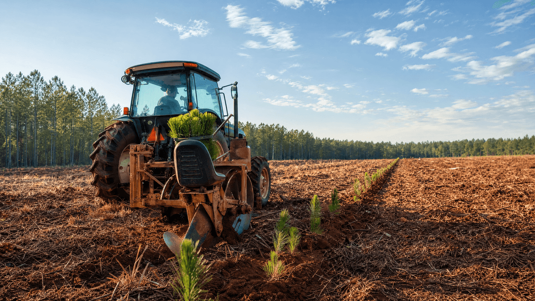 V-Blade Pine Planting - Professional fencing services in Northwest Florida